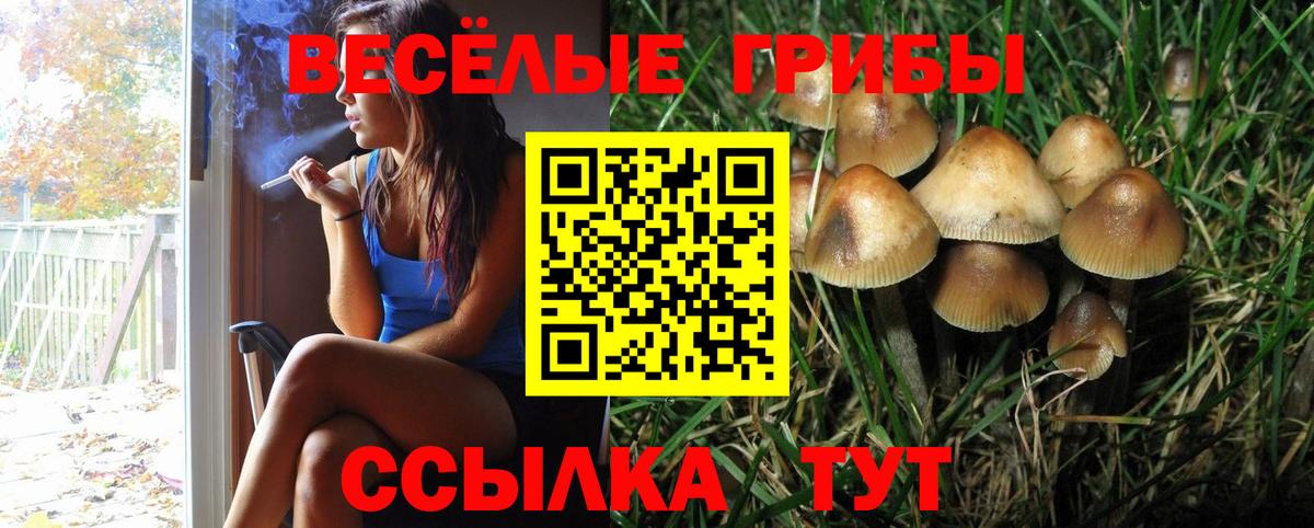 Псилоцибиновые грибы Psilocybine cubensis Котовск