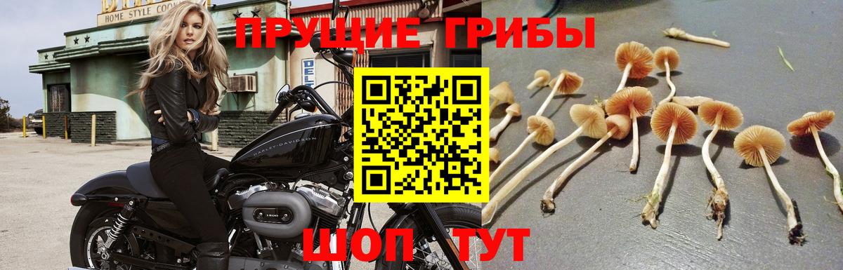 Котовск  Псилоцибиновые грибы Cubensis  Вход с VPN  Галлюциногенные грибы Cubensis 